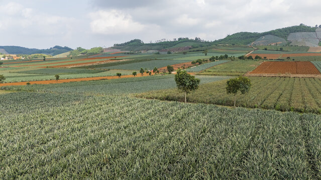 Pineapple plantation under a partly cloudy sky