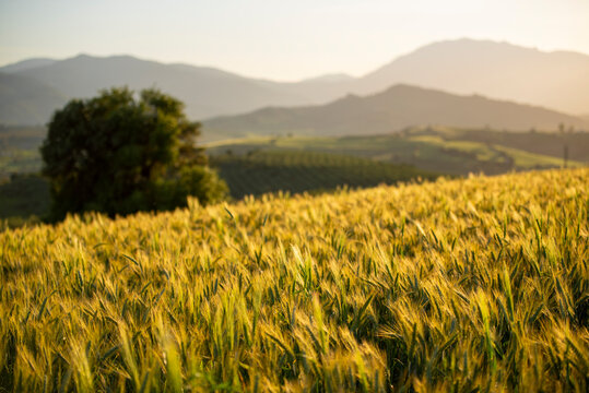 Golden wheat fields glowing at sunset