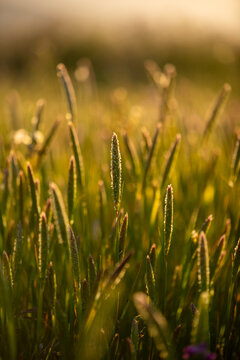 Alopecurus grass illuminated by a golden sunset