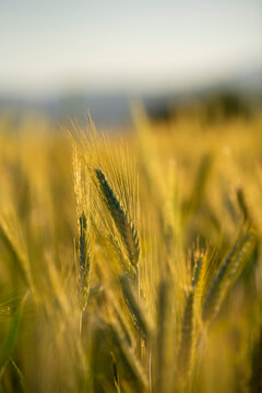 Wheat fields at sunset capturing golden hues