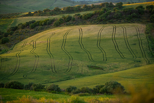 Wheat fields at sunset with rolling hills and trees