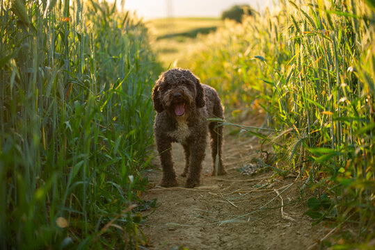 Spanish water dog walking through a golden wheat field