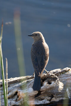 Brown Bird Perched on log by water, wildlife nature scene