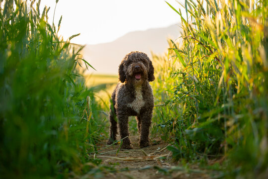 Spanish water dog walking in wheat field at sunset