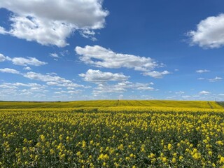 Obraz premium field of yellow flowers