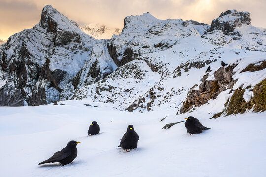 Group of Alpine choughs on snowy mountain landscape in Fuented&eacute;