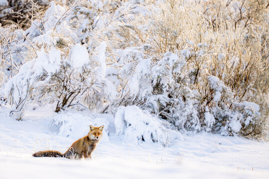 Red fox in snowy winter landscape in Fuente D&eacute;, Spain