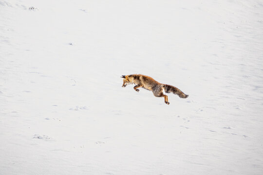 Red fox leaping across snowy winter landscape in Fuented&eacute;
