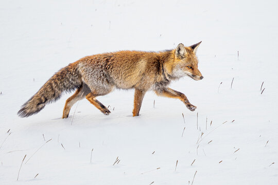 Red fox walking across snowy field in FuenteD&eacute;, Spain