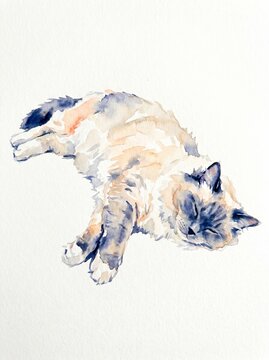 Ragdoll cat lying relaxed, loose watercolour illustration