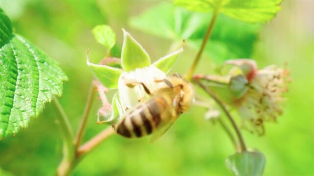 Cinematic 4K Bee on a Green Leaf: Macro Shot of Honeybee Pollinating Nature Background