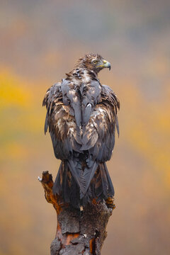 Wet golden eagle Aquila chrysaetos perched on stump