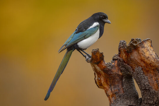 Eurasian magpie perched on tree stump with soft bokeh