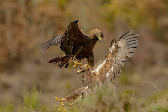 Golden eagles aerial fight in wild nature action scene