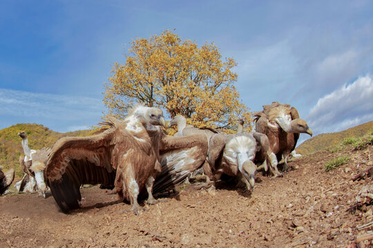 Griffon vulture group on hillside under autumn tree