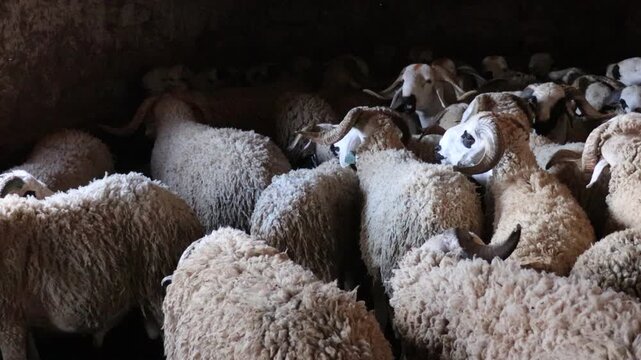 Flock of Sardi sheep in pen Morocco Eid al-Adha livestock