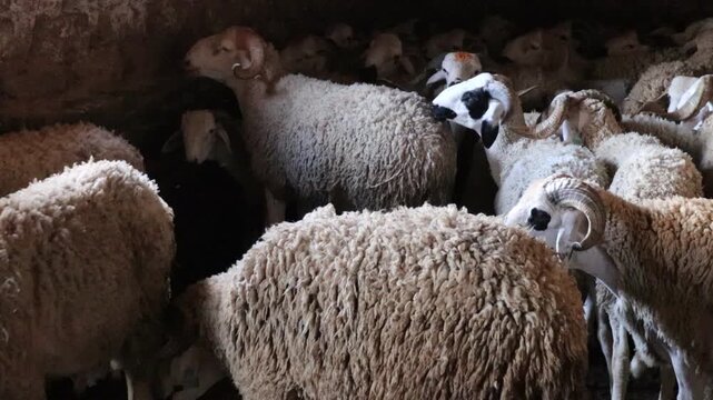 Flock of Sardi sheep in pen Morocco Eid al-Adha livestock