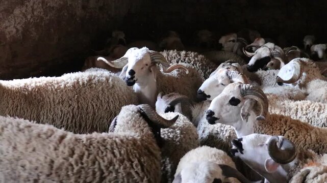 Flock of Sardi sheep in pen Morocco Eid al-Adha livestock