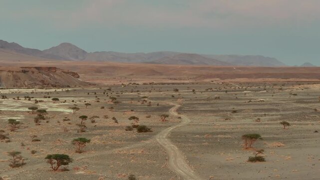 Aerial drone footage of winding desert track through vast rocky hamada plain with acacia trees and mountain range, Morocco
