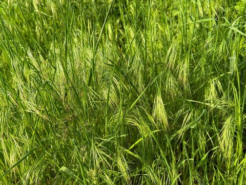 Grass bromus tectorum cheatgrass and downy brome plant.