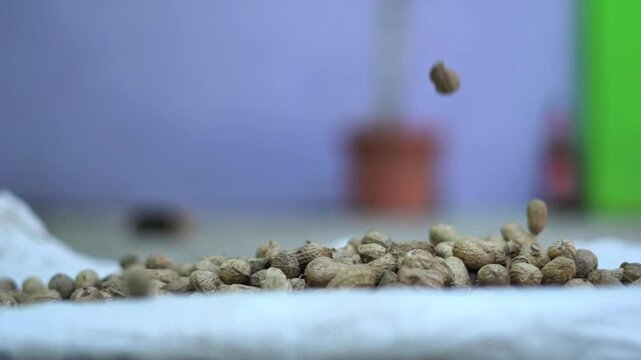 Slow Motion Falling of Raw Peanuts in Shells onto a White Surface for Processing.