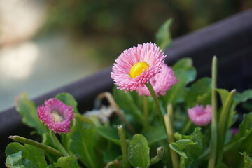 Pink English Daisy (Bellis perennis) Blooming in Spring Garden. Close-up Macro Photography of Double Pink Flower with Yellow Center. Floral Nature Background for Summer Themes. © stefanbalaz