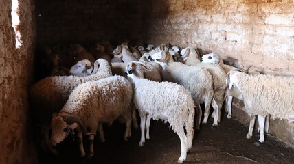 Flock of Sardi rams in traditional mud brick barn Morocco © Azedine