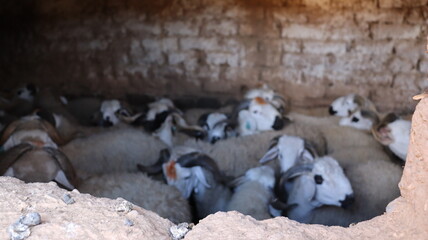 Flock of Sardi rams in traditional mud brick barn Morocco © Azedine