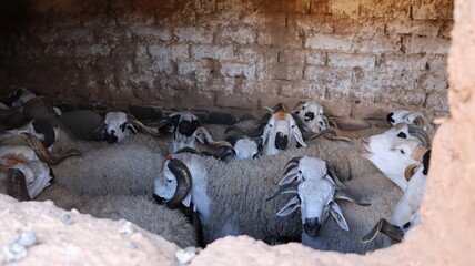 Flock of Sardi rams in traditional mud brick barn Morocco © Azedine