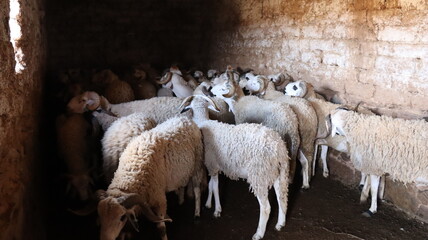 Flock of Sardi rams in traditional mud brick barn Morocco © Azedine