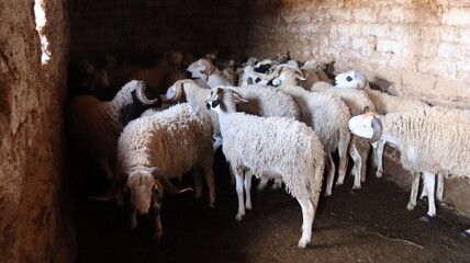 Flock of Sardi rams in traditional mud brick barn Morocco © Azedine