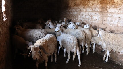 Flock of Sardi rams in traditional mud brick barn Morocco © Azedine