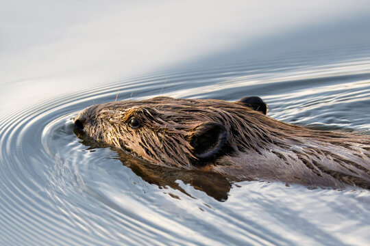 Beaver Swimming in water with ripples, wildlife nature habitat