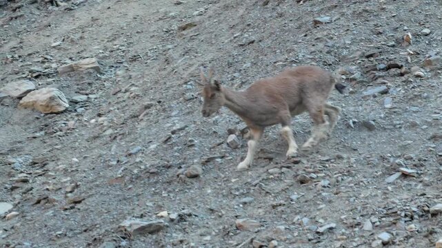 Markhor (Capra falconeri) wild goat running across a steep rocky mountain slope in its natural high-altitude habitat during daylight 4k 120fps slow motion footage