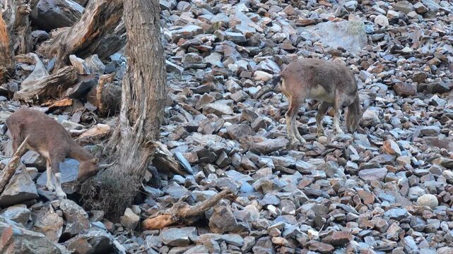 Markhor (Capra falconeri) goats foraging among the stones of a steep mountain slope in their natural wilderness habitat 4k 120fps slow motion footage