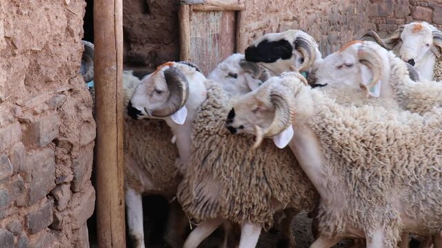 Sardi rams leaving traditional mud brick barn in Morocco
