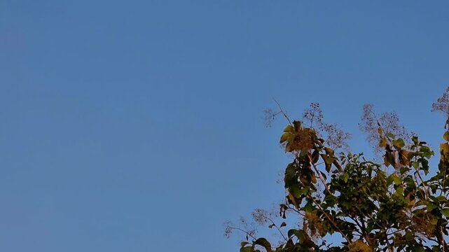 Teak Tree Branch with Negative Space Against Blue Sky for Nature Text Background 4K 60fps Slow Motion Loop