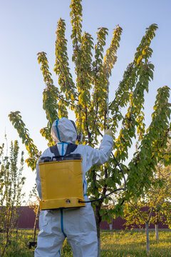 A worker in a white protective suit and mask sprays a tall tree in a sunny garden. pest control, agriculture work, garden maintenance.