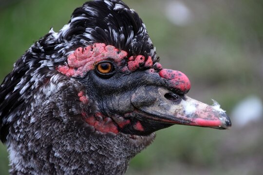 Muscovy Duck Close Up