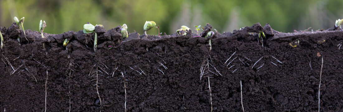Seedlings germinating in rich black soil with visible roots