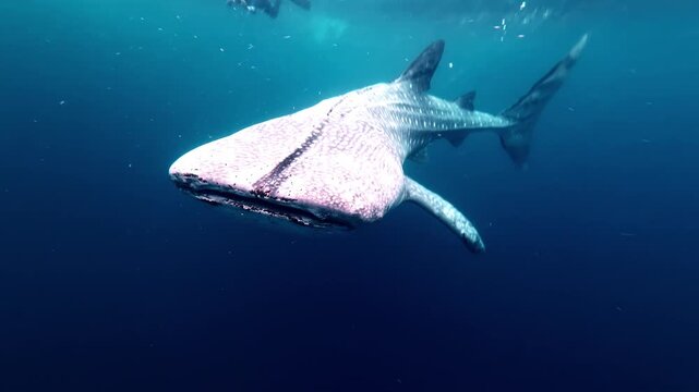 Whale shark swims gracefully underwater in clear blue ocean, tropical marine life