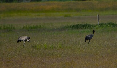 Bird photography of heron stork and hoopoe in Apaj © János István Lukács