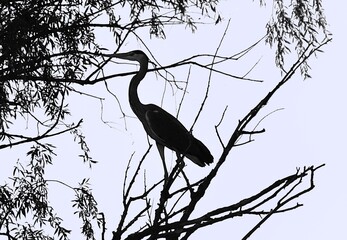 Bird photography of heron stork and hoopoe in Apaj © János István Lukács