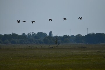 Bird photography of heron stork and hoopoe in Apaj © János István Lukács