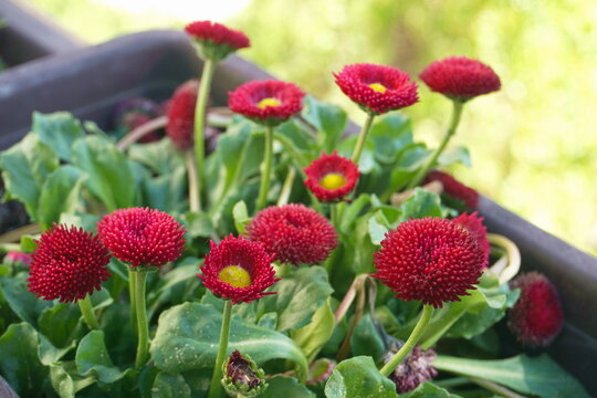 Vibrant Red English Daisy (Bellis perennis) Blooming in Spring Garden Planter. Macro Detail of Red Pomponette Flower with Yellow Center. Floral Nature Background for Gardening and Summer Themes.