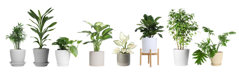 Different house plants in pots isolated on white, set © New Africa