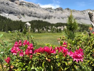 Obraz premium Blooming alpine roses in the Swiss Alps, Switzerland, surrounded by a breathtaking mountain panorama. The vibrant pink blossoms create a beautiful contrast against the majestic alpine peaks.