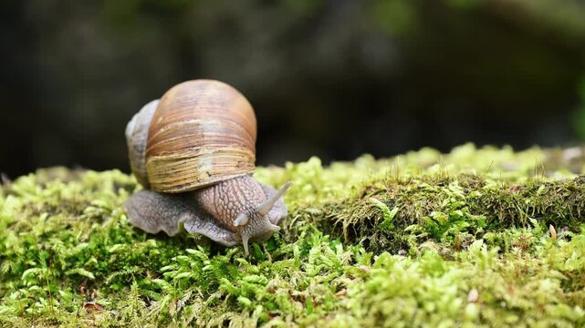 Roman Snail Helix pomatia Crawling on Mossy Forest Log in Woodland. 4K 60fps