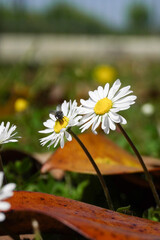 Macro shot of a common daisy (Bellis perennis) with a fly on its petals in a sunlit field © Iuliana&Andrei