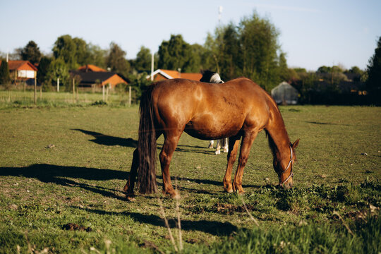 Brown horses graze peacefully in a sunny countryside meadow surrounded by rural homes and green nature. 